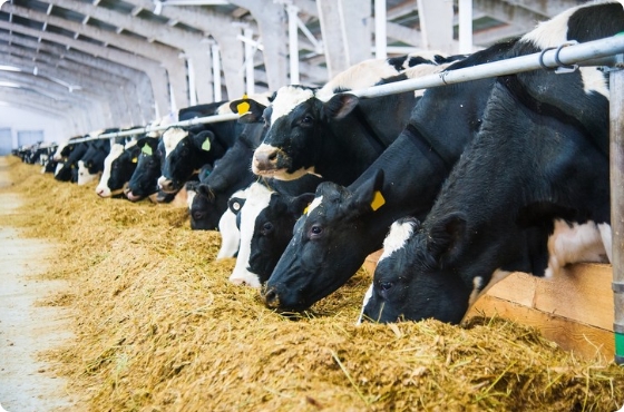 DSM submits methane inhibitor to EU feed additive approval process wrbm large